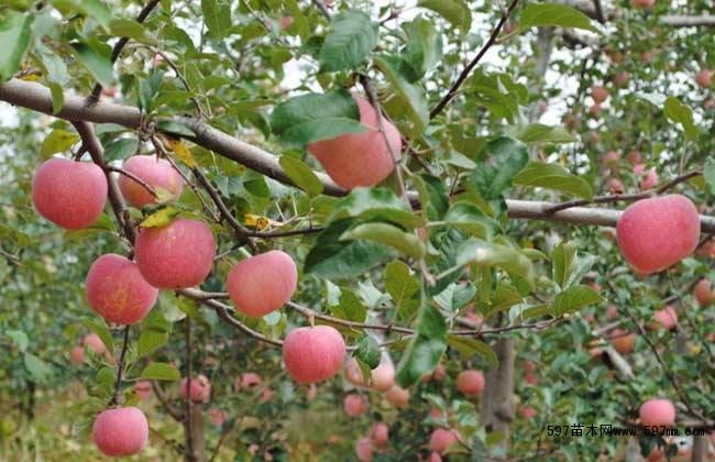 蘋果樹人工授粉技術(shù)